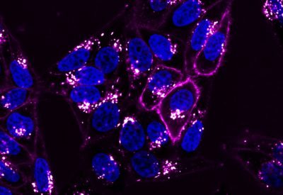 membrane dye cytoplasmic dyes nir dmso mm biotium mediray cells fluorophores