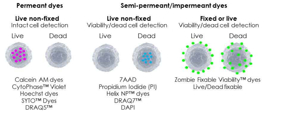 Permeant vs Semi-permeant and impermeant dyes