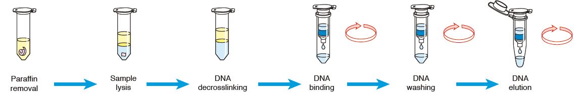 FFPE DNA extraction workflow